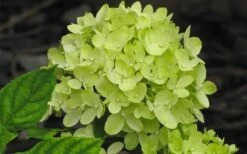 Little Lime Hydrangea - 1 Gallon Pot 12 Little Lime Hydrangea - 1 Gallon Pot -Bush Sale Shop Hydrangea Little Lime 5