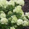 Little Lime Hydrangea - 3 Pack Of Quart Pots 1 Little Lime Hydrangea - 3 Pack Of Quart Pots -Bush Sale Shop Hydrangea Little Lime 500x750 3