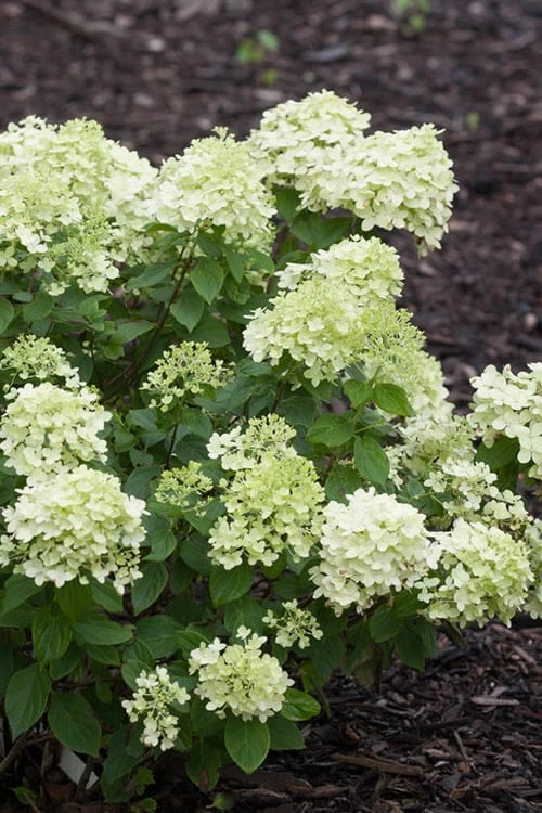 Little Lime Hydrangea - 1 Gallon Pot 3 Little Lime Hydrangea - 1 Gallon Pot