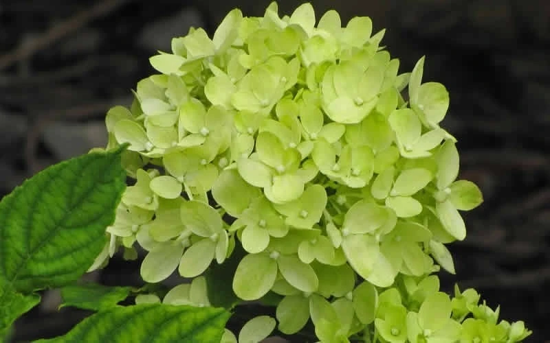 Little Lime Hydrangea - 6 Pack Of 1 Gallon Pots 6 Little Lime Hydrangea - 6 Pack Of 1 Gallon Pots - Image 4