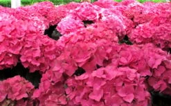 Merritts Supreme Hydrangea - 1 Gallon Pot 11 Merritts Supreme Hydrangea - 1 Gallon Pot -Bush Sale Shop Hydrangea Merrits Supreme Pink 12 1