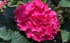 Merritts Supreme Hydrangea - 3 Gallon Pot 12 Merritts Supreme Hydrangea - 3 Gallon Pot -Bush Sale Shop Hydrangea Merrits Supreme Pink 13