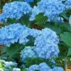 Mini Penny Hydrangea - 3 Gallon Pot -Bush Sale Shop Hydrangea Mini Penny 1 1