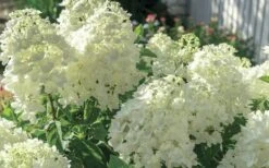Moon Dance Hydrangea - 2 Gallon Pot 10 Moon Dance Hydrangea - 2 Gallon Pot -Bush Sale Shop Hydrangea Mood Dance 4