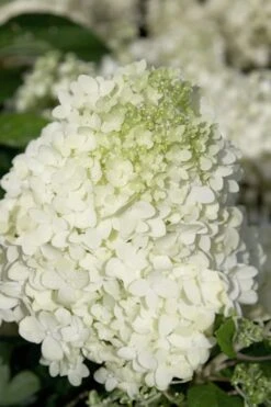 Moon Dance Hydrangea - 2 Gallon Pot 11 Moon Dance Hydrangea - 2 Gallon Pot -Bush Sale Shop Hydrangea Moon Dance 2