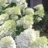 Moon Dance Hydrangea - 2 Gallon Pot 1 Moon Dance Hydrangea - 2 Gallon Pot -Bush Sale Shop Hydrangea Moon Dance 3