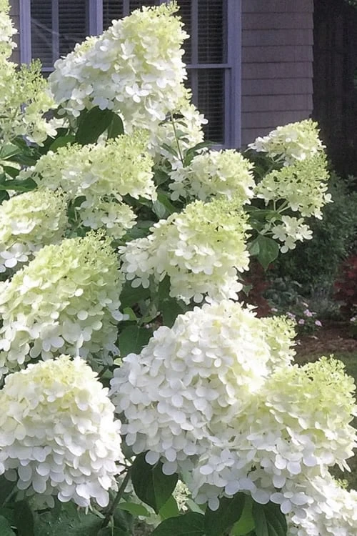 Moon Dance Hydrangea - 2 Gallon Pot 3 Moon Dance Hydrangea - 2 Gallon Pot