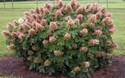 Munchkin Dwarf Oakleaf Hydrangea - 2 Gallon Pot -Bush Sale Shop Hydrangea Munchkin 1