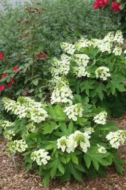 Munchkin Dwarf Oakleaf Hydrangea - 2 Gallon Pot -Bush Sale Shop Hydrangea Munchkin 11 1