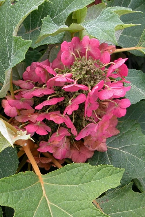 Munchkin Dwarf Oakleaf Hydrangea - 1 Gallon Pot 3 Munchkin Dwarf Oakleaf Hydrangea - 1 Gallon Pot