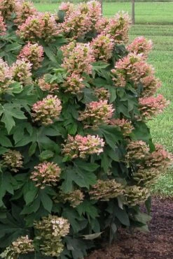 Munchkin Dwarf Oakleaf Hydrangea - 2 Gallon Pot -Bush Sale Shop Hydrangea Munchkin 500x750 3