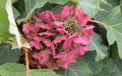 Munchkin Dwarf Oakleaf Hydrangea - 1 Gallon Pot 16 Munchkin Dwarf Oakleaf Hydrangea - 1 Gallon Pot -Bush Sale Shop Hydrangea Munchkin Bloom Closeup