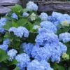 Nikko Blue Hydrangea - 3 Gallon Pot 2 Nikko Blue Hydrangea - 3 Gallon Pot -Bush Sale Shop Hydrangea Nikko Blue 500x750 2