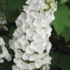 Alice Oakleaf Hydrangea - 3 Gallon Pot -Bush Sale Shop Hydrangea Oakleaf Alice 3