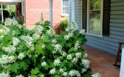 Pee Wee Dwarf Oakleaf Hydrangea - 3 Gallon Pot -Bush Sale Shop Hydrangea Oakleaf Pee Wee 1