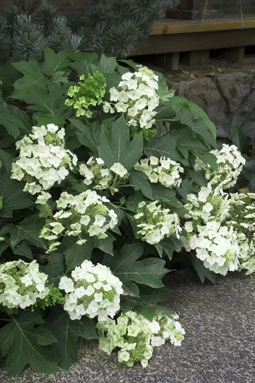 Pee Wee Dwarf Oakleaf Hydrangea - 2 Gallon Pot 9 Pee Wee Dwarf Oakleaf Hydrangea - 2 Gallon Pot - Image 7