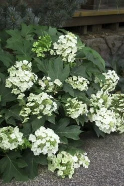 Pee Wee Dwarf Oakleaf Hydrangea - 1 Gallon Pot 16 Pee Wee Dwarf Oakleaf Hydrangea - 1 Gallon Pot -Bush Sale Shop Hydrangea Oakleaf Pee Wee 11