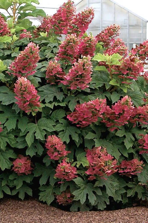 Ruby Slippers Dwarf Oakleaf Hydrangea - 6 Pack Of 1 Gallon Pots 3 Ruby Slippers Dwarf Oakleaf Hydrangea - 6 Pack Of 1 Gallon Pots