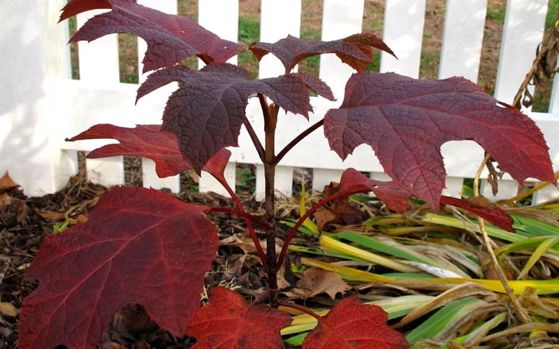 Ruby Slippers Dwarf Oakleaf Hydrangea - 6 Pack Of 1 Gallon Pots 7 Ruby Slippers Dwarf Oakleaf Hydrangea - 6 Pack Of 1 Gallon Pots - Image 5