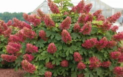 Ruby Slippers Dwarf Oakleaf Hydrangea - 6 Pack Of 1 Gallon Pots 11 Ruby Slippers Dwarf Oakleaf Hydrangea - 6 Pack Of 1 Gallon Pots -Bush Sale Shop Hydrangea Oakleaf Ruby Slippers Full Bloom 2