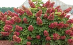 Ruby Slippers Dwarf Oakleaf Hydrangea - 3 Gallon Pot 11 Ruby Slippers Dwarf Oakleaf Hydrangea - 3 Gallon Pot -Bush Sale Shop Hydrangea Oakleaf Ruby Slippers Full Bloom 3