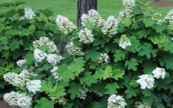 Ruby Slippers Dwarf Oakleaf Hydrangea - 6 Pack Of 1 Gallon Pots 13 Ruby Slippers Dwarf Oakleaf Hydrangea - 6 Pack Of 1 Gallon Pots -Bush Sale Shop Hydrangea Oakleaf Ruby Slippers Opening Color 2