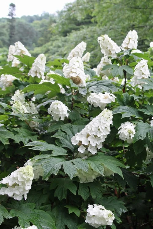 Snow Queen Oakleaf Hydrangea - 1 Gallon Pot 9 Snow Queen Oakleaf Hydrangea - 1 Gallon Pot - Image 7