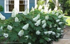 Snow Queen Oakleaf Hydrangea - 3 Gallon Pot -Bush Sale Shop Hydrangea Oakleaf Snow Queen 11