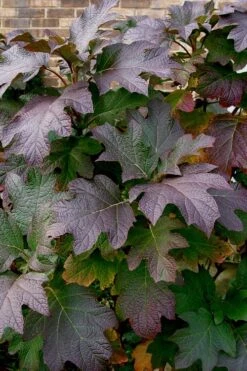 Snow Queen Oakleaf Hydrangea - 1 Gallon Pot 14 Snow Queen Oakleaf Hydrangea - 1 Gallon Pot -Bush Sale Shop Hydrangea Oakleaf Snow Queen 3 1
