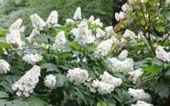 Snow Queen Oakleaf Hydrangea - 1 Gallon Pot 13 Snow Queen Oakleaf Hydrangea - 1 Gallon Pot -Bush Sale Shop Hydrangea Oakleaf Snow Queen 6 1