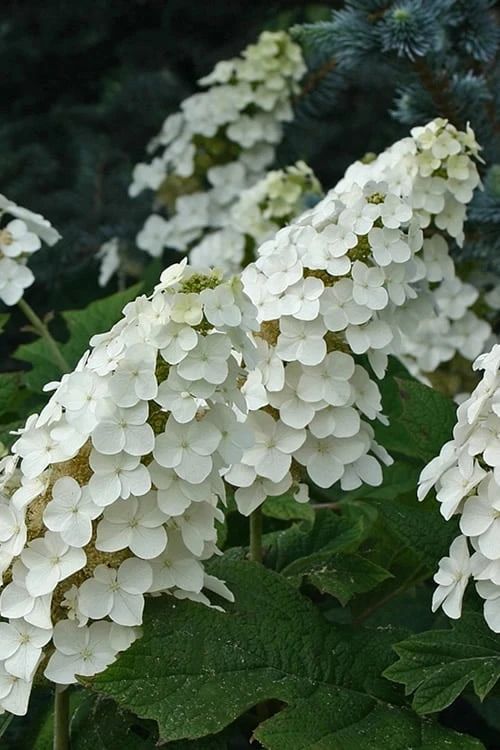Snow Queen Oakleaf Hydrangea - 1 Gallon Pot 3 Snow Queen Oakleaf Hydrangea - 1 Gallon Pot