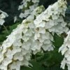 Snow Queen Oakleaf Hydrangea - 2 Gallon Pot 1 Snow Queen Oakleaf Hydrangea - 2 Gallon Pot -Bush Sale Shop Hydrangea Oakleaf Snow Queen 8 2