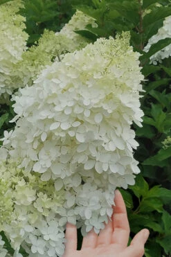 Phantom Hydrangea (Single Trunk Tree Form) - 7 Gallon Pot 11 Phantom Hydrangea (Single Trunk Tree Form) - 7 Gallon Pot -Bush Sale Shop Hydrangea Phantom 20