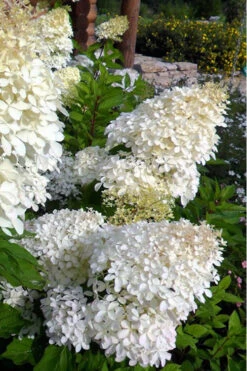Phantom Hydrangea (Single Trunk Tree Form) - 7 Gallon Pot 12 Phantom Hydrangea (Single Trunk Tree Form) - 7 Gallon Pot -Bush Sale Shop Hydrangea Phantom 500x750 1