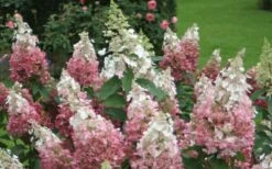 Pinky Winky Hydrangea - 3 Gallon Pot 10 Pinky Winky Hydrangea - 3 Gallon Pot -Bush Sale Shop Hydrangea Pinky Winky 1