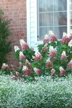 Pinky Winky Hydrangea - 3 Gallon Pot 11 Pinky Winky Hydrangea - 3 Gallon Pot -Bush Sale Shop Hydrangea Pinky Winky 12