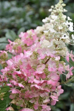 Pinky Winky Hydrangea (Single Trunk Tree Form) - 7 Gallon Pot 9 Pinky Winky Hydrangea (Single Trunk Tree Form) - 7 Gallon Pot -Bush Sale Shop Hydrangea Pinky Winky BS