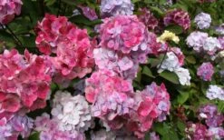 Preziosa Multi Color Hydrangea - 3 Gallon Pot 12 Preziosa Multi Color Hydrangea - 3 Gallon Pot -Bush Sale Shop Hydrangea Preziosa 18