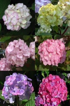 Preziosa Multi Color Hydrangea - 3 Gallon Pot 11 Preziosa Multi Color Hydrangea - 3 Gallon Pot -Bush Sale Shop Hydrangea Preziosa 19