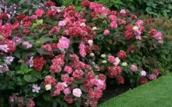 Preziosa Multi Color Hydrangea - 1 Gallon Pot 13 Preziosa Multi Color Hydrangea - 1 Gallon Pot -Bush Sale Shop Hydrangea Preziosa 7 1