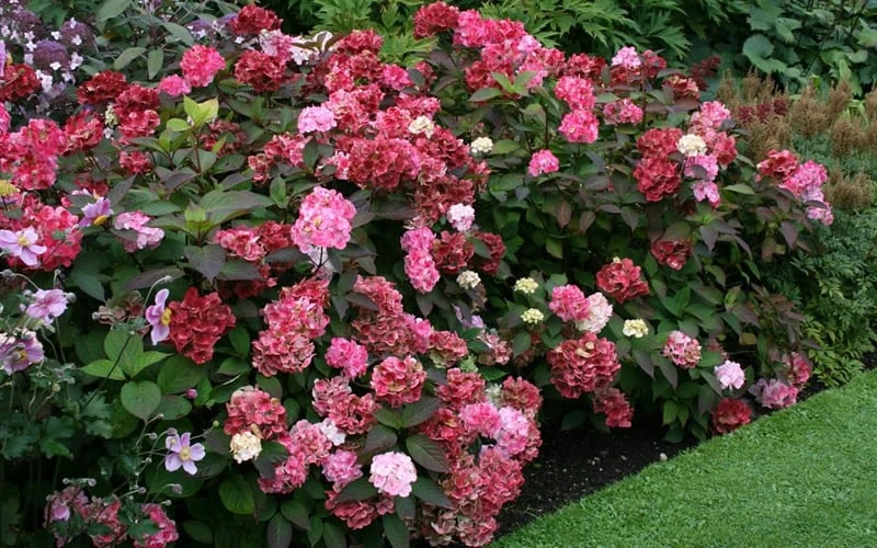 Preziosa Multi Color Hydrangea - 3 Gallon Pot 8 Preziosa Multi Color Hydrangea - 3 Gallon Pot - Image 6