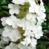 Semmes Beauty Oakleaf Hydrangea - 3 Gallon Pot -Bush Sale Shop Hydrangea Semmes Beauty 10