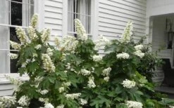 Semmes Beauty Oakleaf Hydrangea - 3 Gallon Pot 13 Semmes Beauty Oakleaf Hydrangea - 3 Gallon Pot -Bush Sale Shop Hydrangea Semmes Beauty Home Foundation Planting