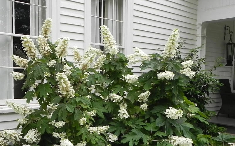 Semmes Beauty Oakleaf Hydrangea - 3 Gallon Pot 8 Semmes Beauty Oakleaf Hydrangea - 3 Gallon Pot - Image 6