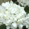Sister Theresa Hydrangea - 1 Gallon Pot 2 Sister Theresa Hydrangea - 1 Gallon Pot -Bush Sale Shop Hydrangea Sister Theresa 2 500x750 2