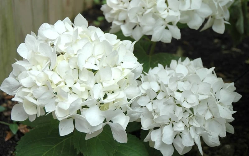 Sister Theresa Hydrangea - 1 Gallon Pot 7 Sister Theresa Hydrangea - 1 Gallon Pot - Image 5