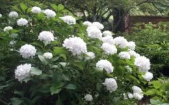 Sister Theresa Hydrangea - 3 Gallon Pot -Bush Sale Shop Hydrangea Sister Theresa 51