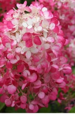 Strawberry Sundae Hydrangea - 1 Gallon Pot -Bush Sale Shop Hydrangea Strawberry Sundae Flower 1 1