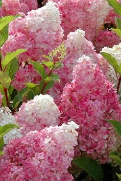 Strawberry Sundae Hydrangea - 1 Gallon Pot -Bush Sale Shop Hydrangea Strawberry Sundae Flowers 3 1