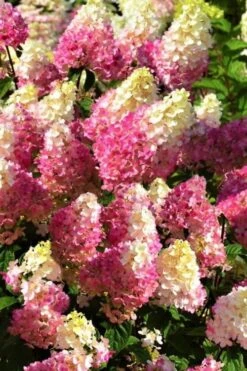 Strawberry Sundae Hydrangea - 3 Gallon Pot 13 Strawberry Sundae Hydrangea - 3 Gallon Pot -Bush Sale Shop Hydrangea Strawberry Sundae Flowers 5